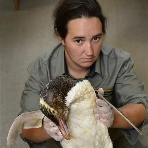 Penguin deaths 'devastating'