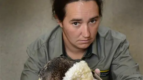 Penguin deaths 'devastating'