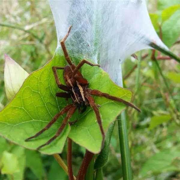 No place for arachnophobia