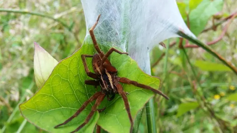 No place for arachnophobia