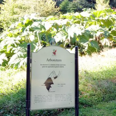 Showing trees to their best advantage