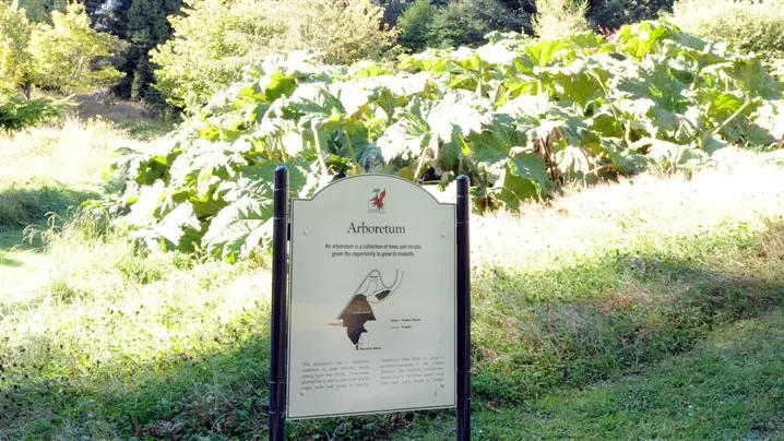 Showing trees to their best advantage