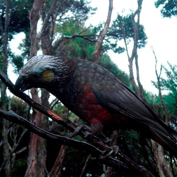 Ecosanctuary welcomes Roto offspring