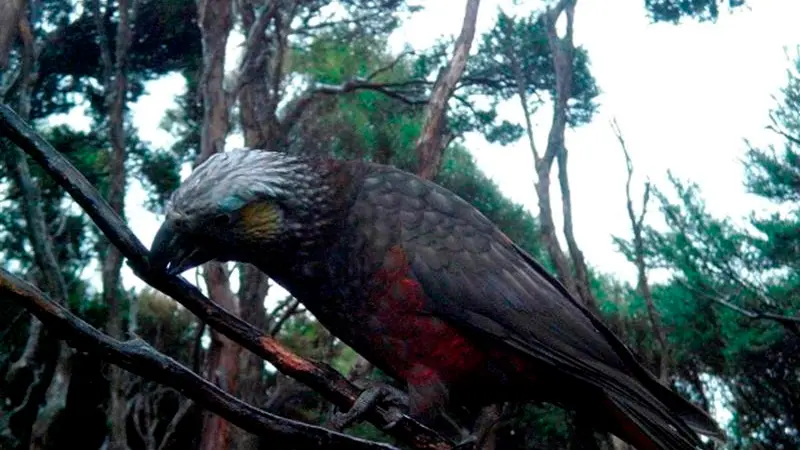 Ecosanctuary welcomes Roto offspring