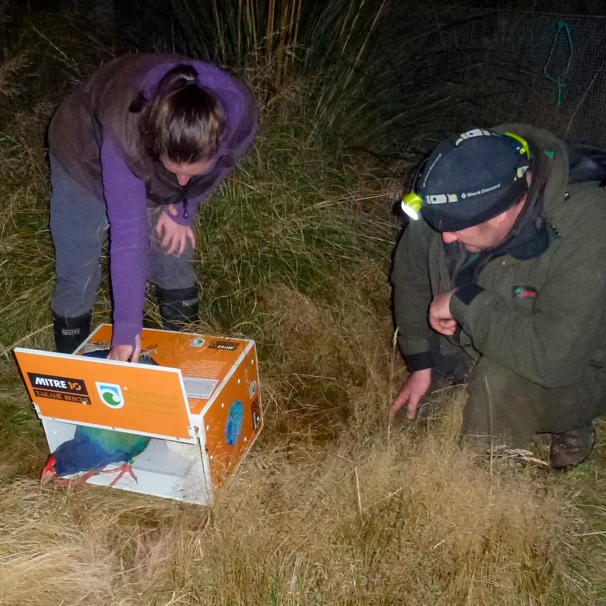 Female companion joins ecosanctuary's takahe