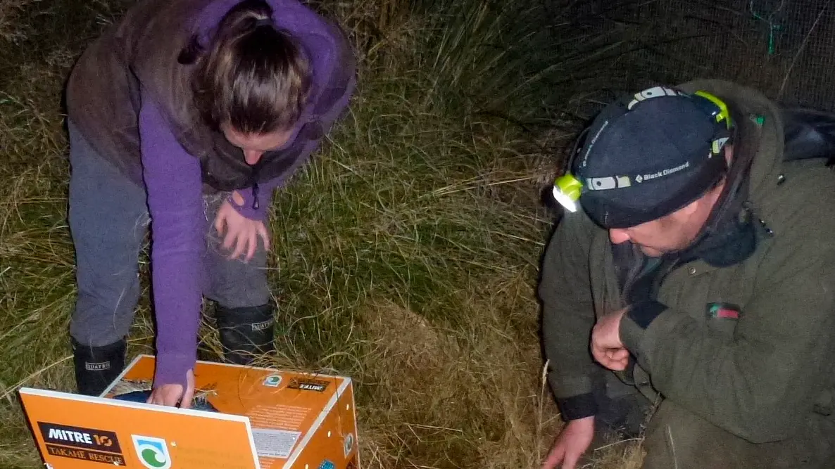 Female companion joins ecosanctuary's takahe