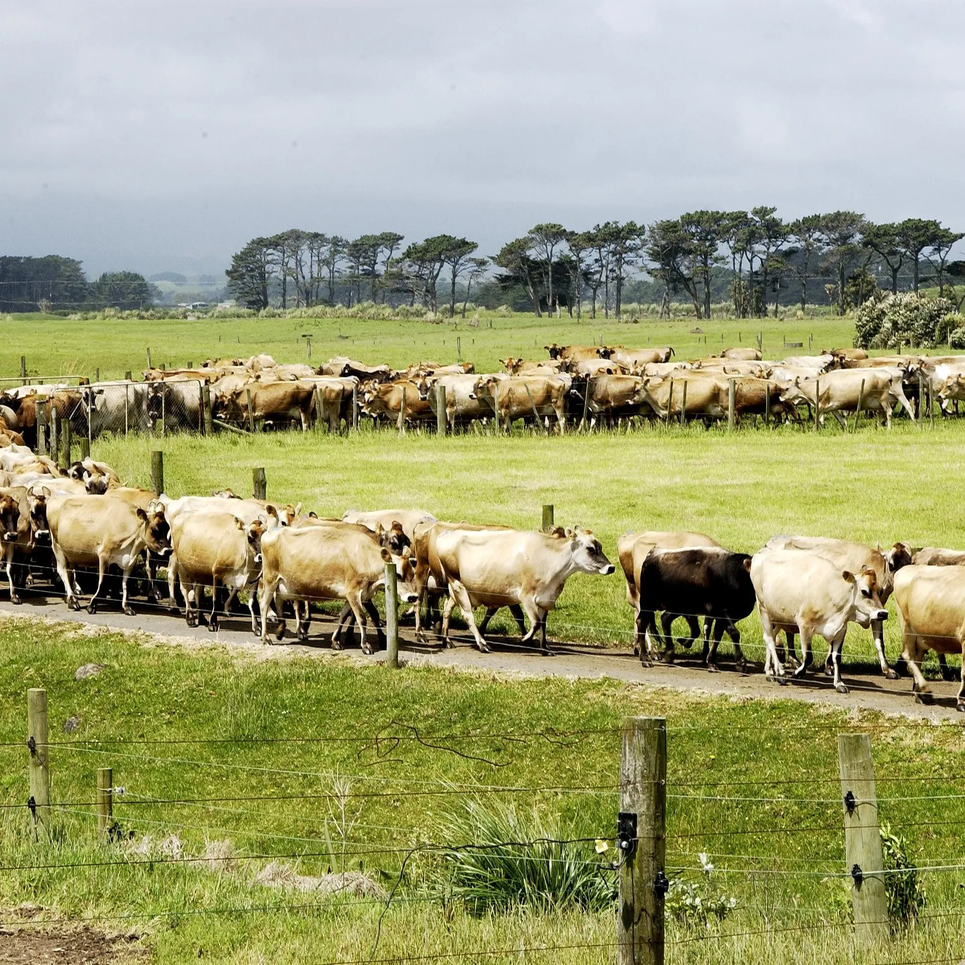 Fonterra units could give farmers much-needed cash
