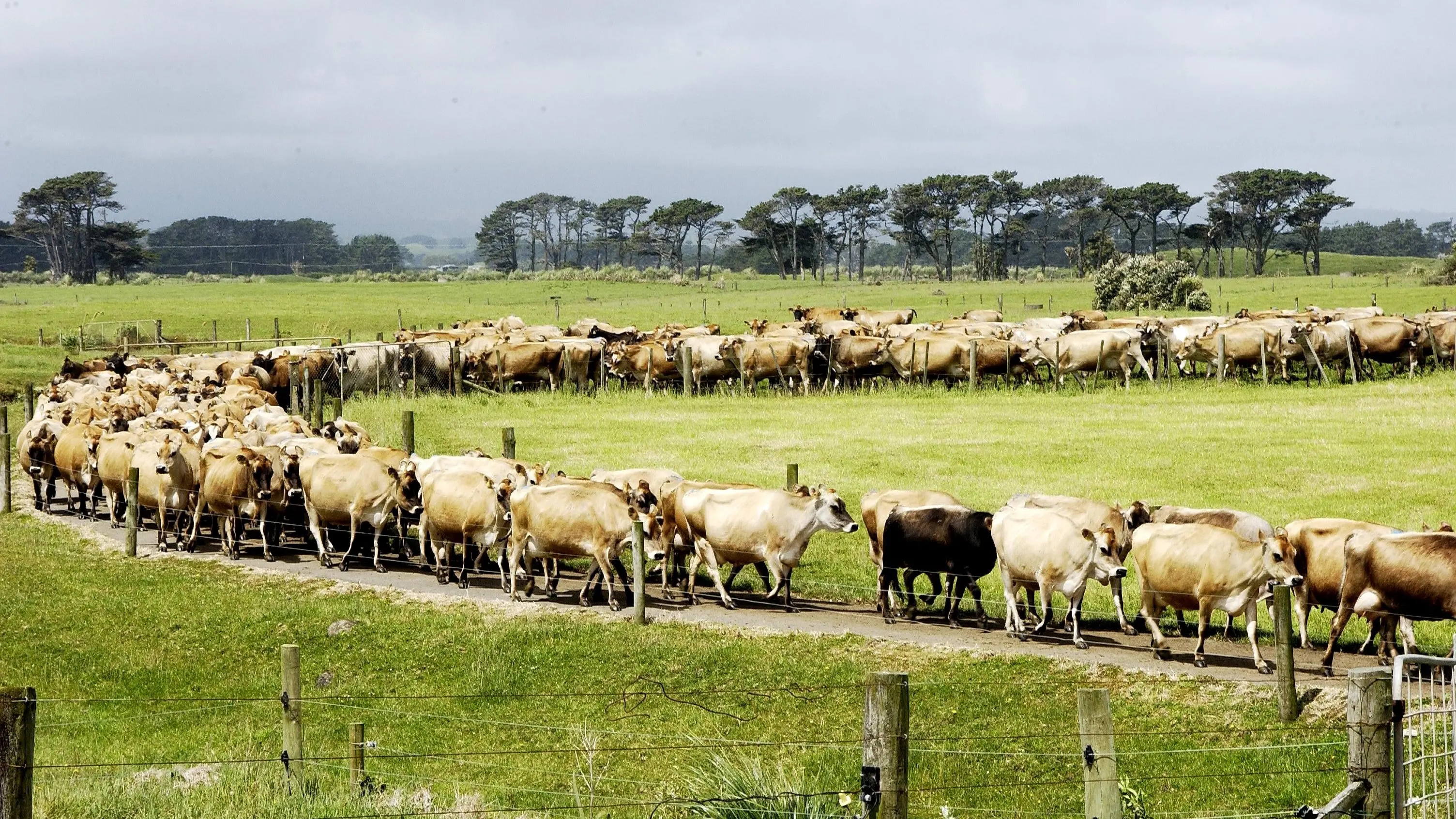 Fonterra units could give farmers much-needed cash