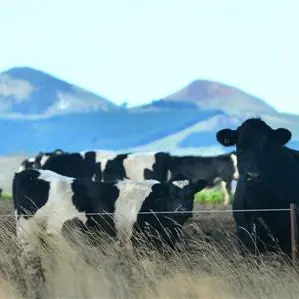 High dairy prices lead recovery
