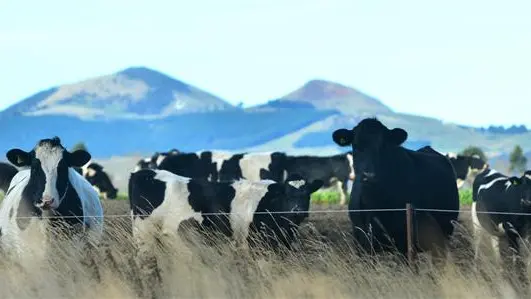 High dairy prices lead recovery