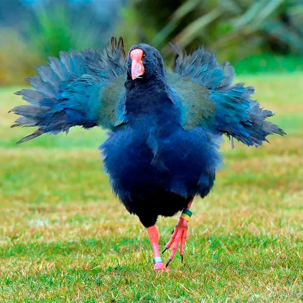 Taka-she ruffles a few feathers