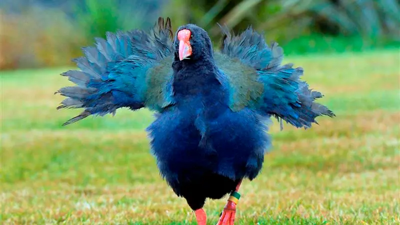 Taka-she ruffles a few feathers