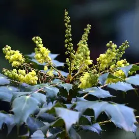 Shrub holds its own on difficult site