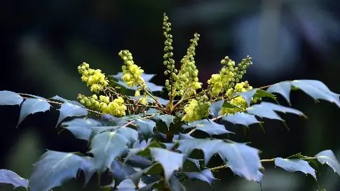Shrub holds its own on difficult site