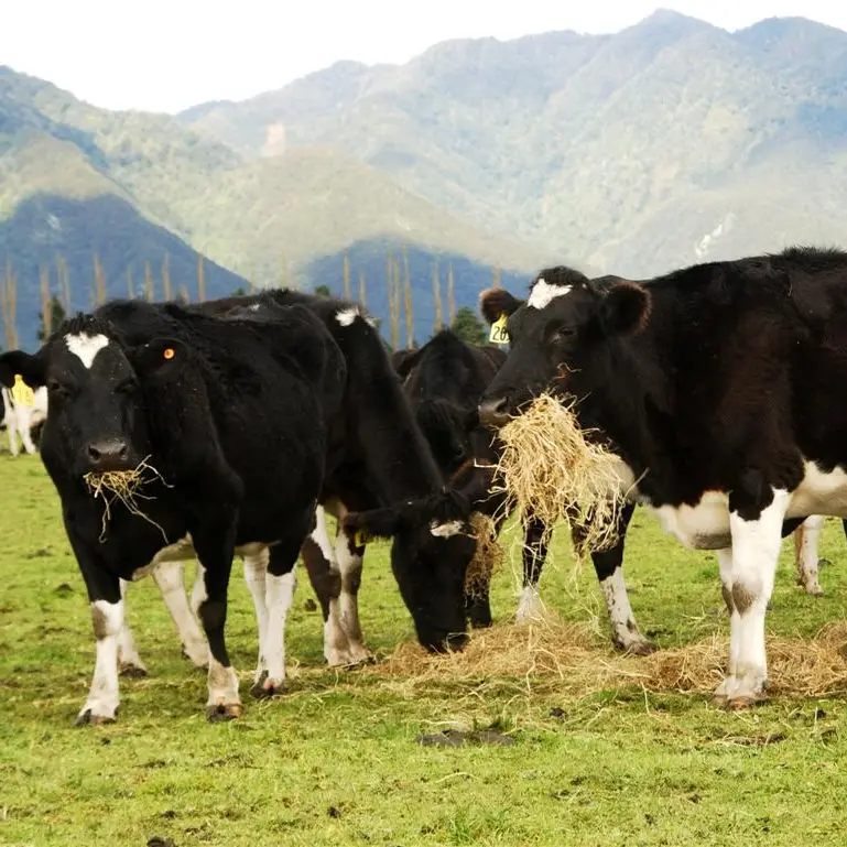 Cash cows to boost economy