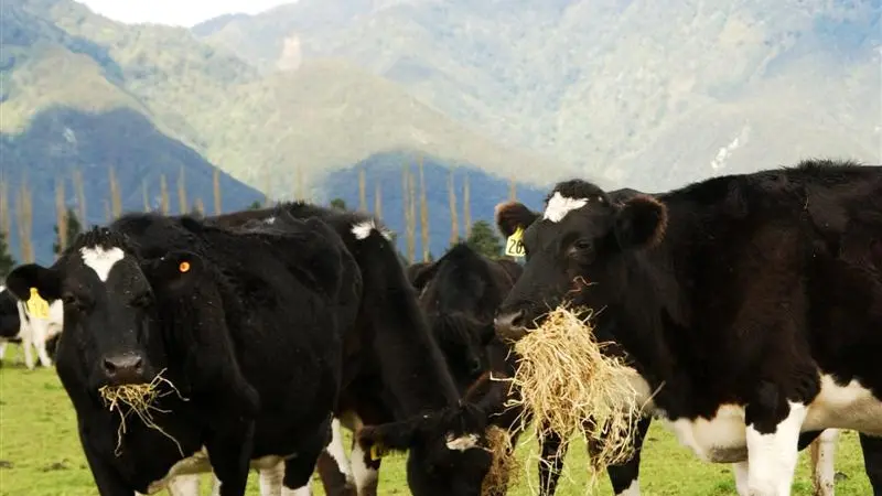 Cash cows to boost economy