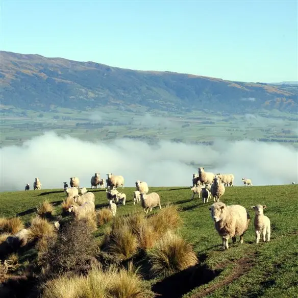 Getting red meat sector 'back on its feet'
