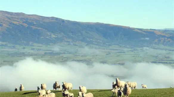 Getting red meat sector 'back on its feet'