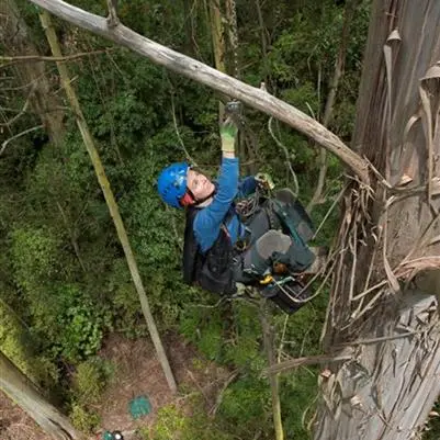 NZ's tallest tree growing ever taller