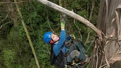 NZ's tallest tree growing ever taller