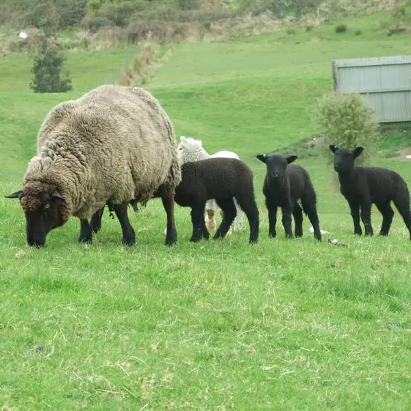 Mutton exports to China increase
