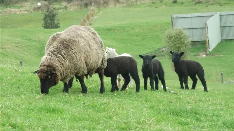 Mutton exports to China increase