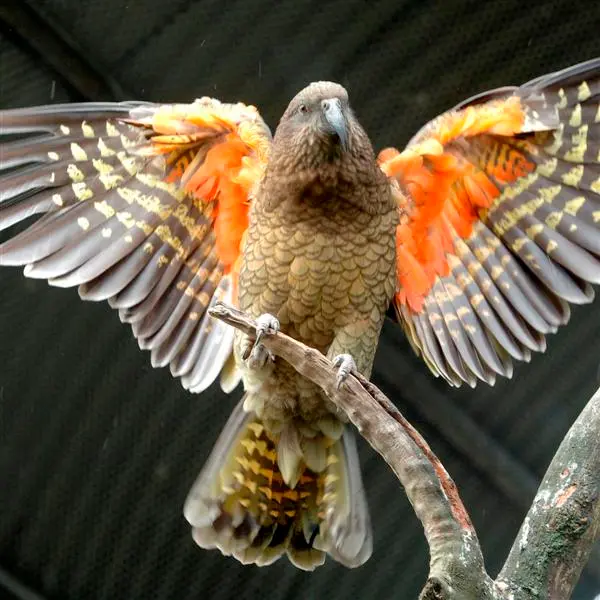 Kea-resistance effort on pellets