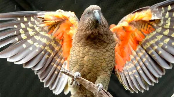 Kea-resistance effort on pellets