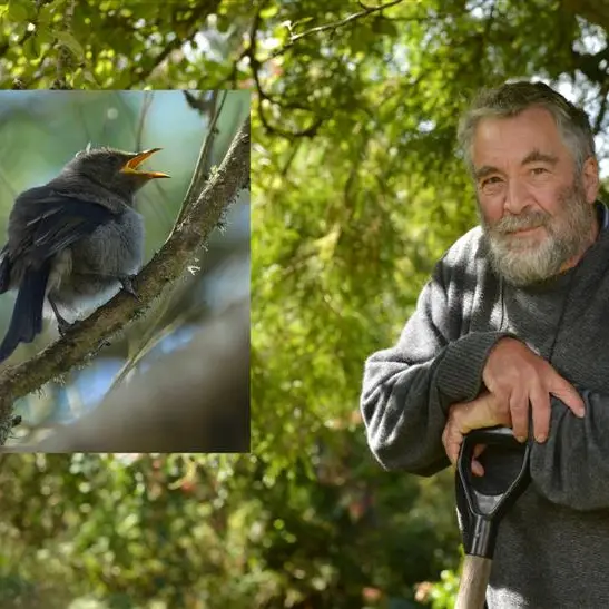 Peninsula possum cull makes a big difference