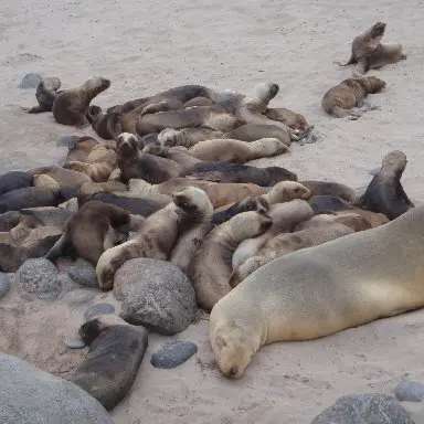 Sea lion threat plan needed 'promptly'