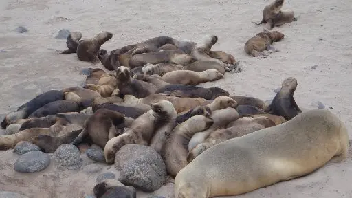 Sea lion threat plan needed 'promptly'