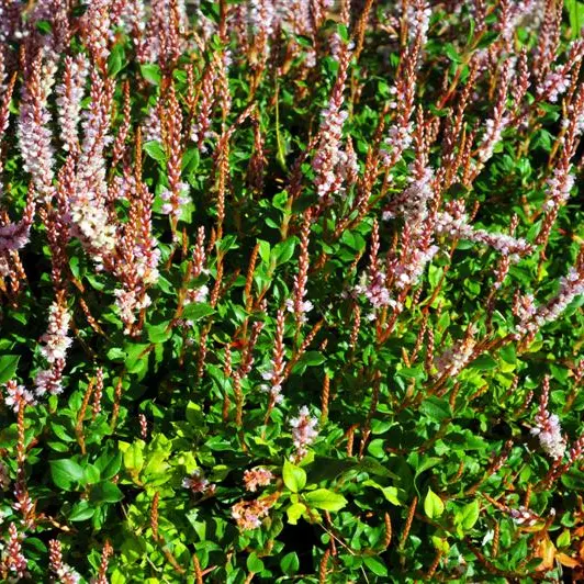 Long-flowering Himalayan native
