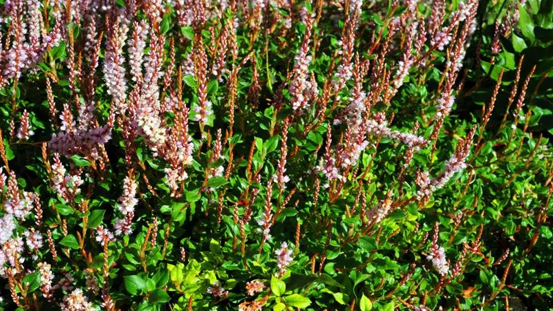 Long-flowering Himalayan native