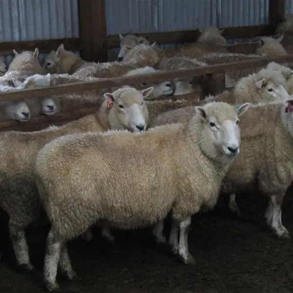 Invermay backed by breeders
