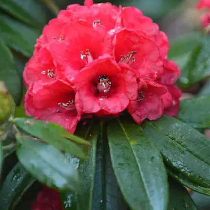 Early rhodos a midwinter pick-me-up