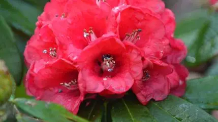 Early rhodos a midwinter pick-me-up