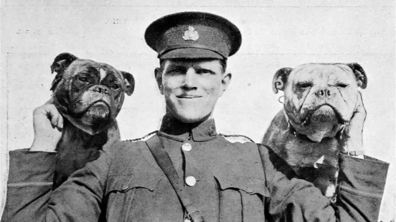 Otago infantry accompanied by bulldogs