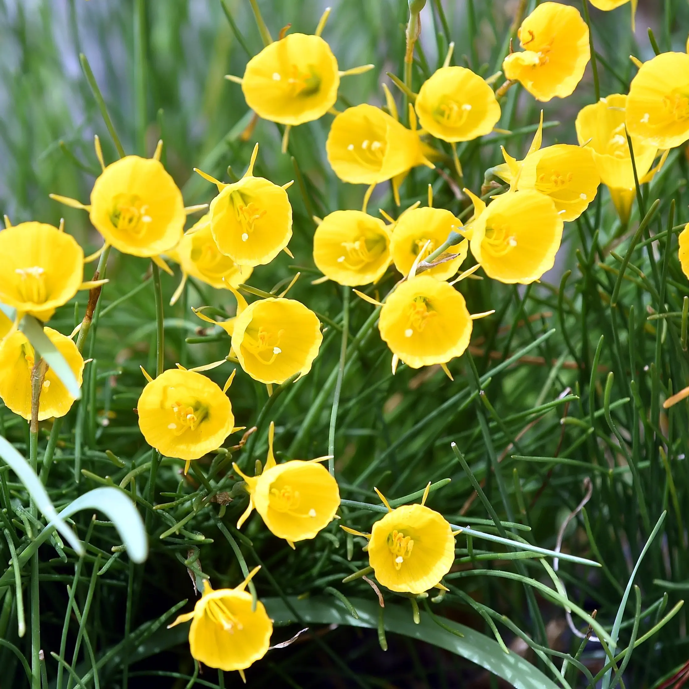 Yellow hoop petticoat daffodils delight