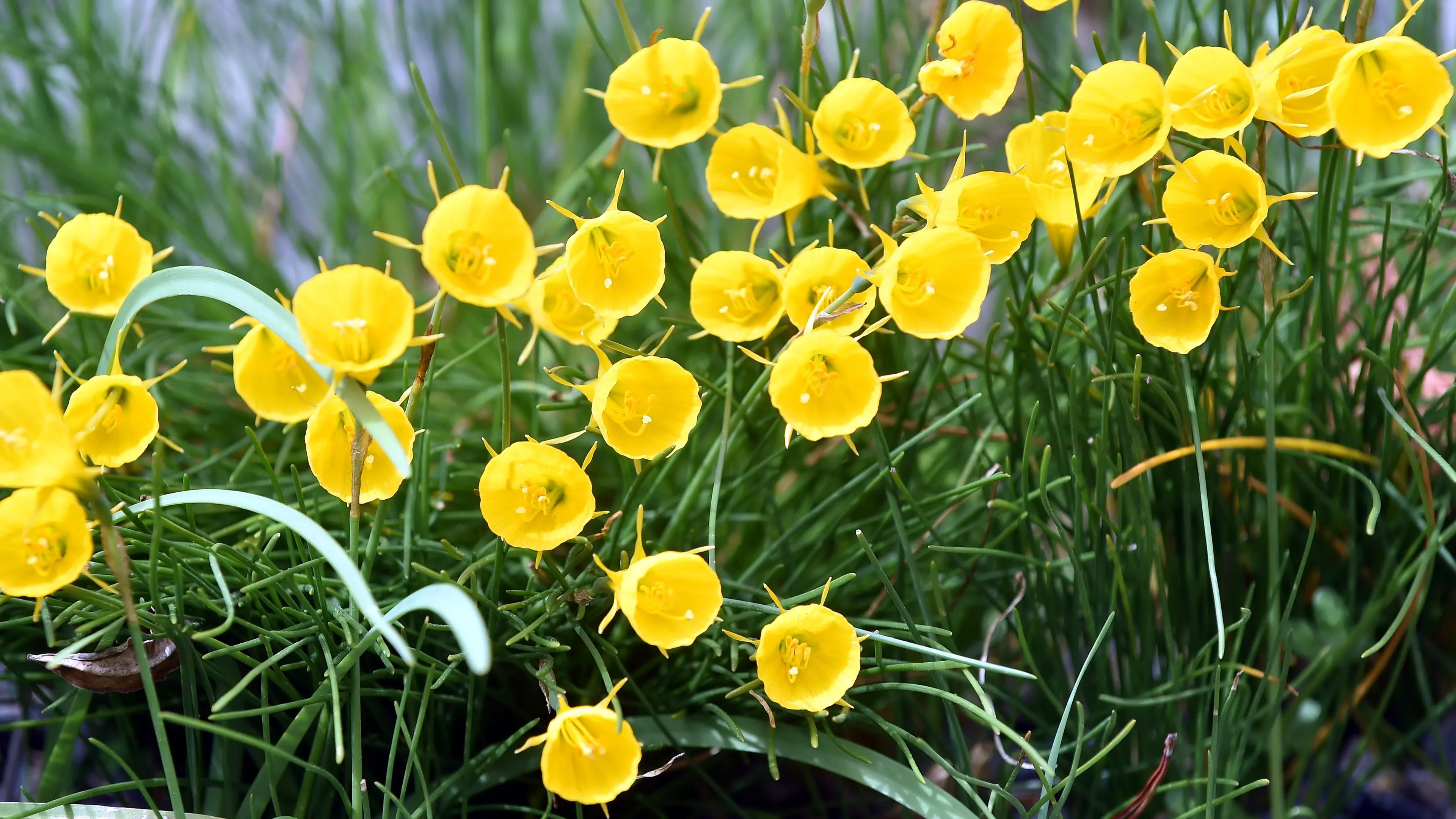 Yellow hoop petticoat daffodils delight