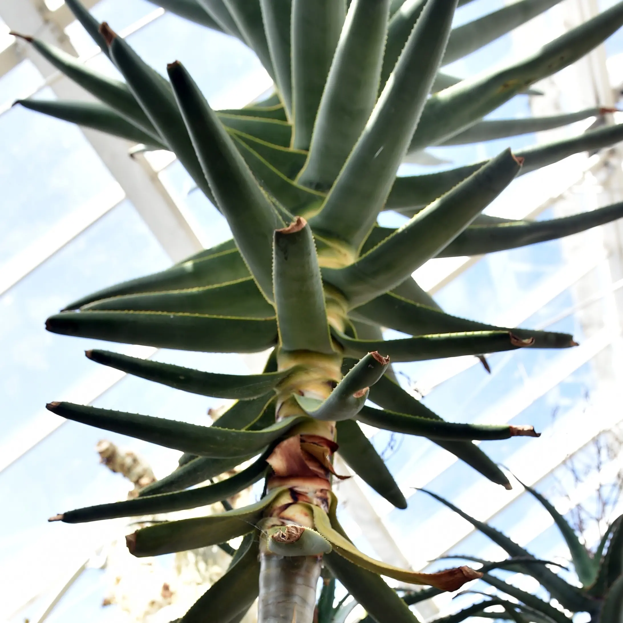 Aloe grows in wide variety