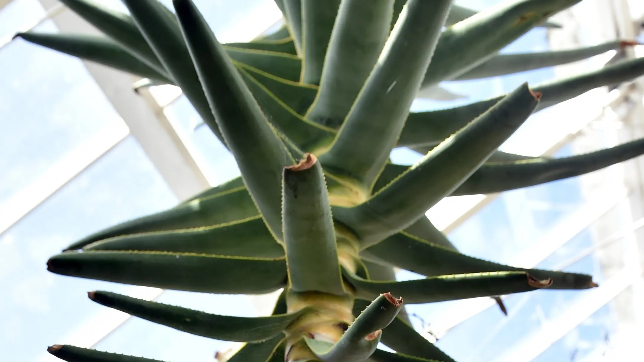 Aloe grows in wide variety
