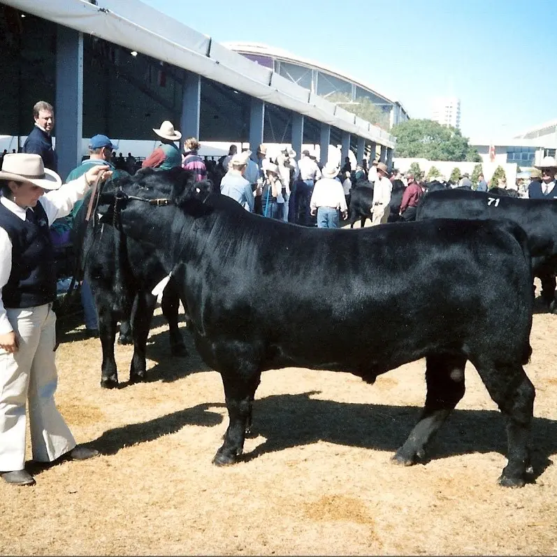 Work continuation of lifelong passion for beef