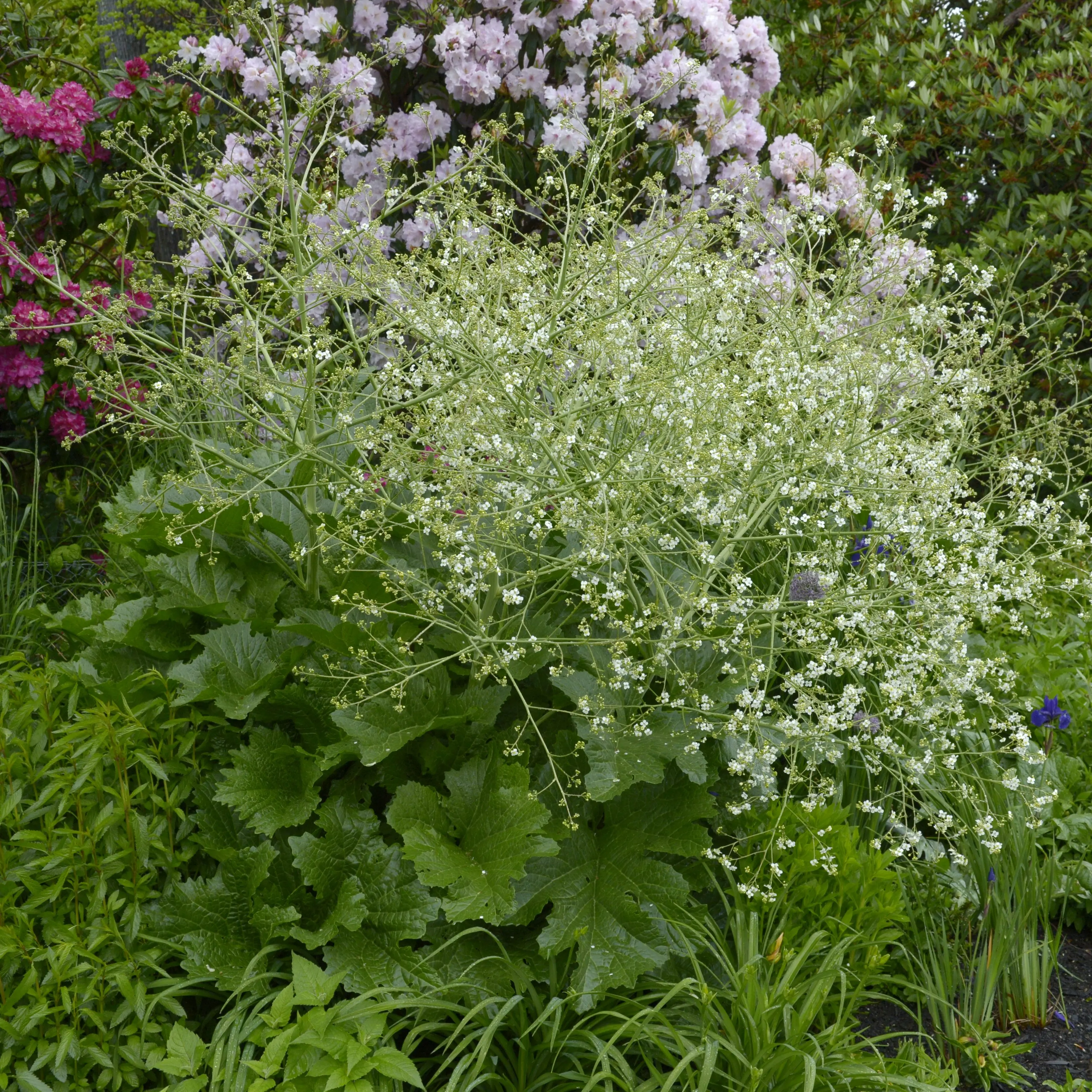 Spring perennial still enticing visitors