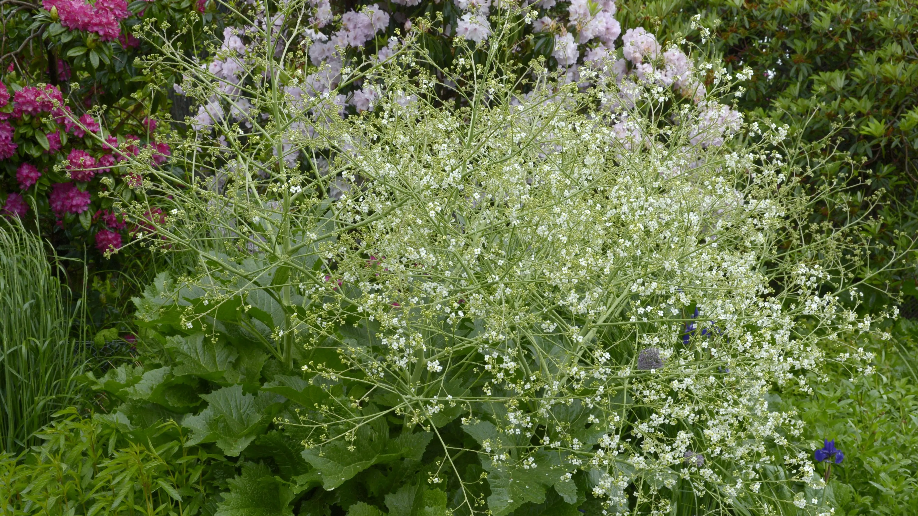 Spring perennial still enticing visitors