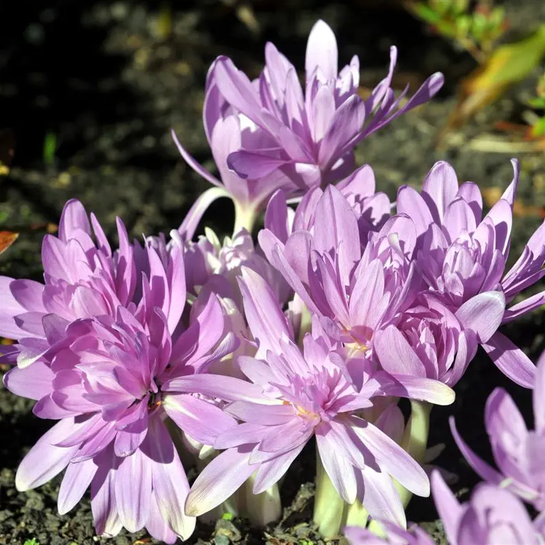 Focus on the autumn crocus