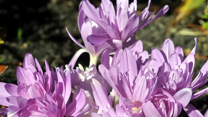 Focus on the autumn crocus