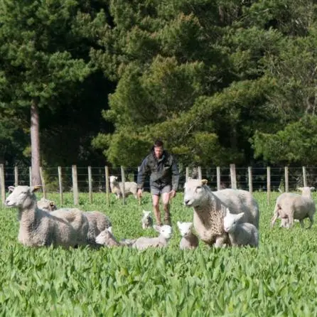 Structural issues remain as red meat sector improves