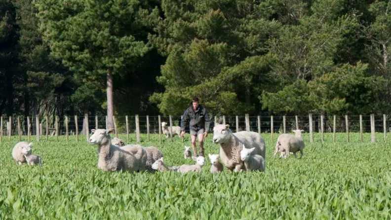 Structural issues remain as red meat sector improves