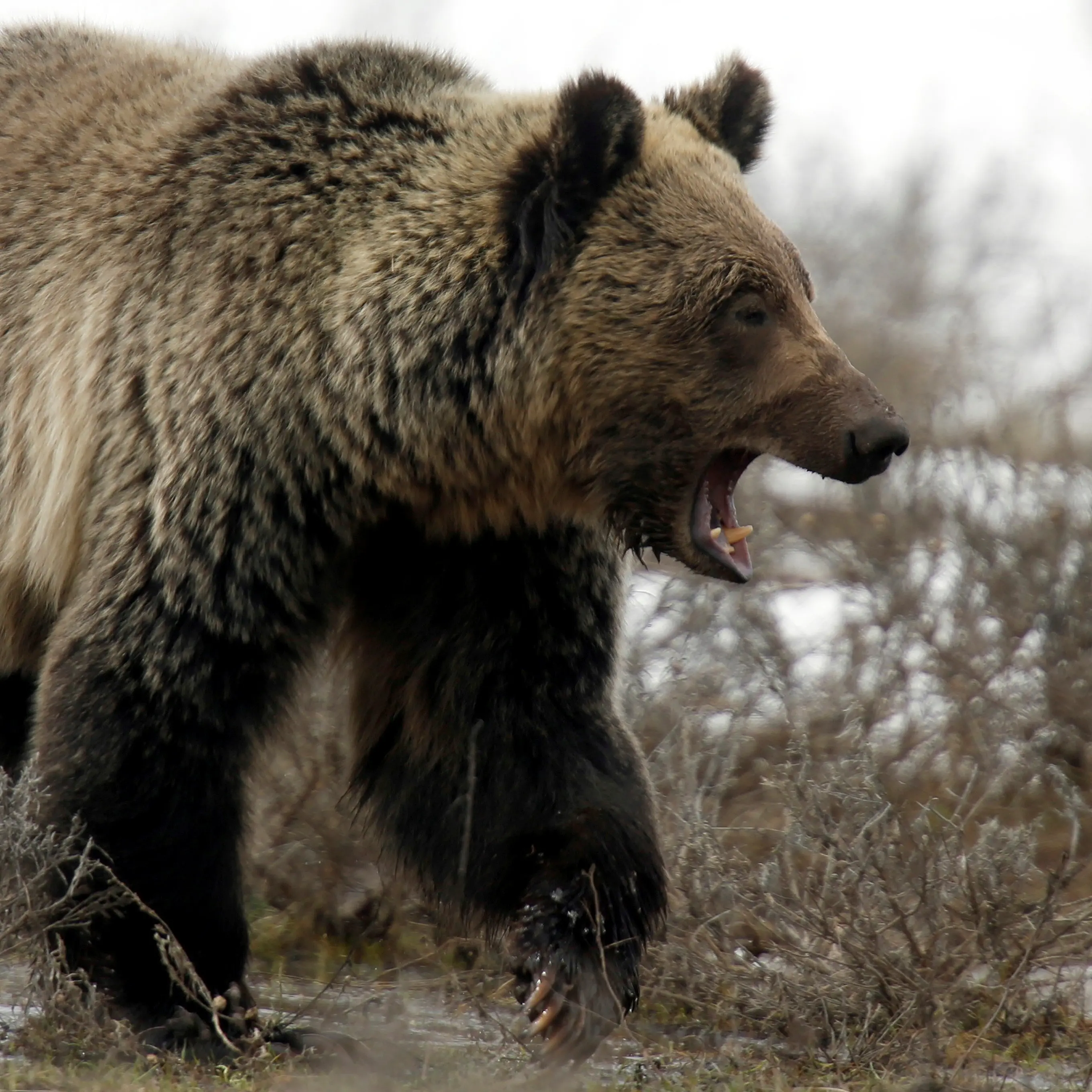 British Columbia bans grizzly bear hunting