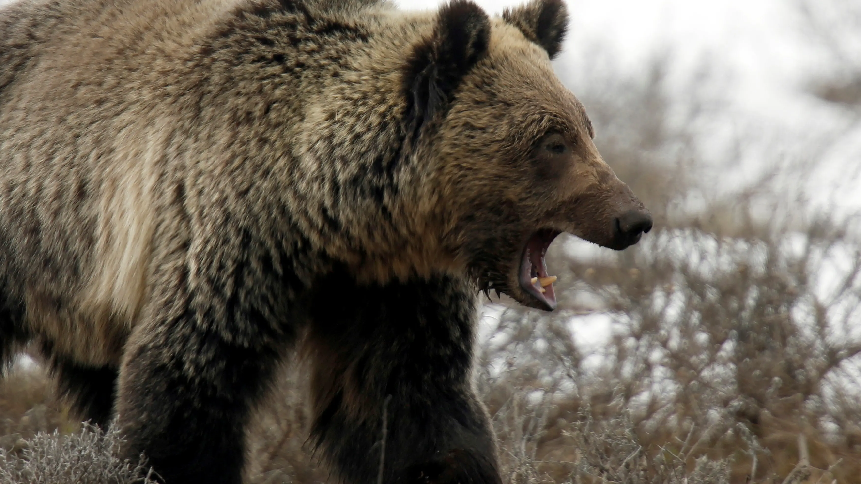 British Columbia bans grizzly bear hunting